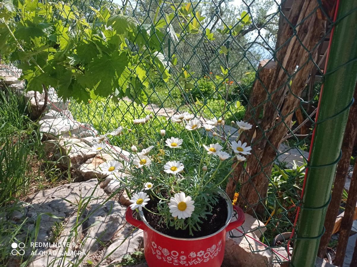Casa Delle Olive Villa Mošćenička Draga Dış mekan fotoğraf